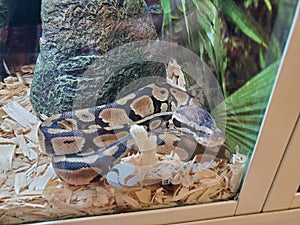 Ball python at petstore
