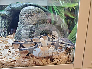 Ball python at petstore photo