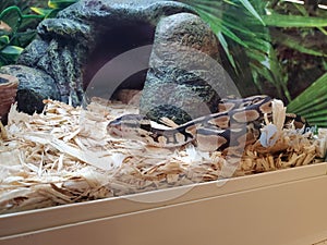 Ball python at petstore