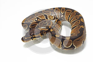 Ball python Python regius