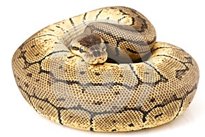 Ball Python (Python regius)