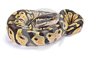 Ball python,Python regius