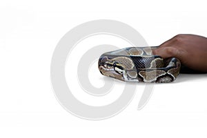 The Ball Python (Python regius) also called the Royal Python