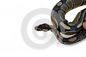 The Ball Python (Python regius) also called the Royal Python
