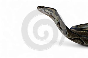 The Ball Python (Python regius) also called the Royal Python