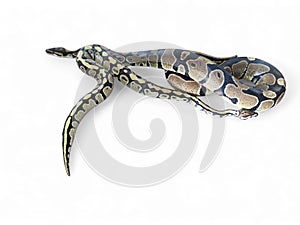 The Ball Python (Python regius) also called the Royal Python