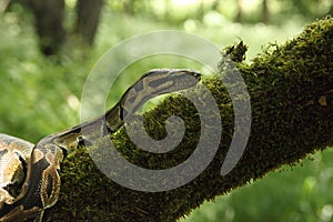 The ball python Python regius, also called the royal python, on the old branche