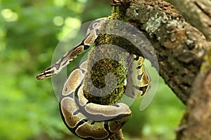 The ball python Python regius, also called the royal python, on the old branche