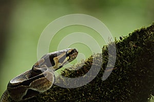The ball python Python regius, also called the royal python, on the old branche in green forest