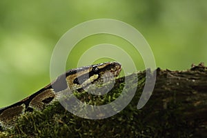 The ball python Python regius, also called the royal python, on the old branche in green forest