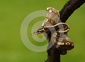 The ball python Python regius, also called the royal python, on the old branche in green forest