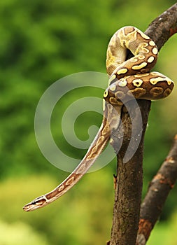 The ball python Python regius, also called the royal python, on the old branche in green forest