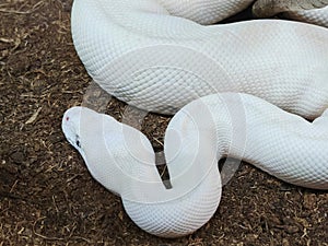 The ball python (Python regius), also called the royal python white non-venomous constrictor snake