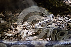The ball python, Python regius, also known as the royal python