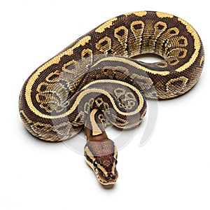 Ball python (Python regius) coiled on a white background, showcasing its intricate