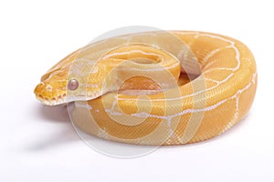 Ball python,Python regius photo