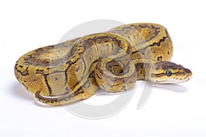 Ball python,Python regius