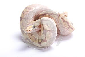 Ball python,Python regius