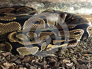 The ball python Python regius, The royal python, Der Koenigspython