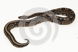 ball python, Python regius snake isolated on white background