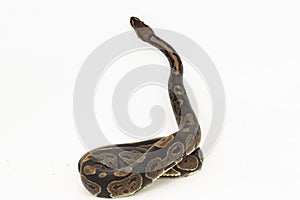 ball python, Python regius snake isolated on white background