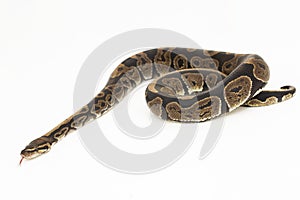 ball python, Python regius snake isolated on white background