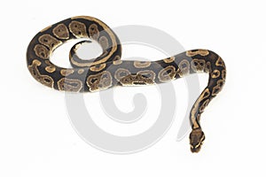 ball python, Python regius snake isolated on white background