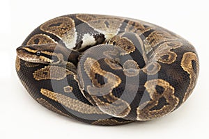 ball python, Python regius snake isolated on white background