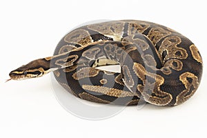 ball python, Python regius snake isolated on white background