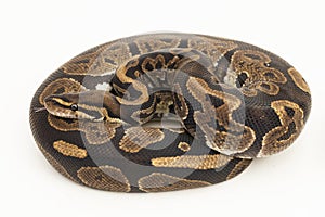 ball python, Python regius snake isolated on white background