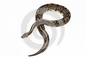 ball python, Python regius snake isolated on white background