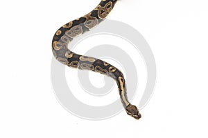 ball python, Python regius snake isolated on white background