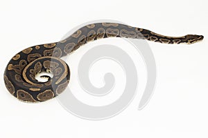 ball python, Python regius snake isolated on white background