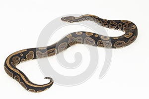 ball python, Python regius snake isolated on white background