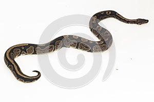 ball python, Python regius snake isolated on white background