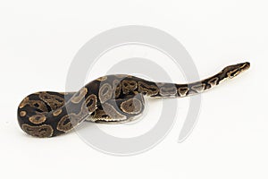 ball python, Python regius snake isolated on white background