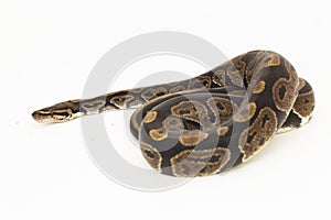 ball python, Python regius snake isolated on white background