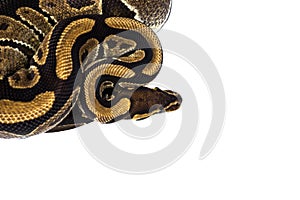 Ball Python (Python regius), in studio against a white backgroun