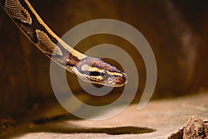 Ball python (Python regius) also called the royal python.