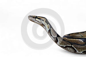The Ball Python (Python regius) also called the Royal Python