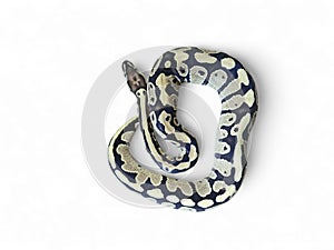 The Ball Python (Python regius) also called the Royal Python