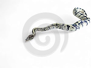 The Ball Python (Python regius) also called the Royal Python