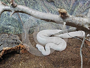 The ball python (Python regius), also called the royal python white non-venomous constrictor snake