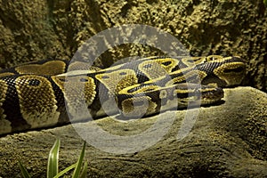 The Ball python,  royal python Python regius