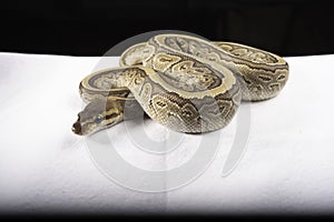 Ball Python for Sale