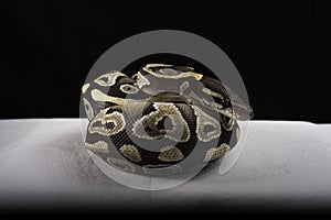Ball Python for Sale