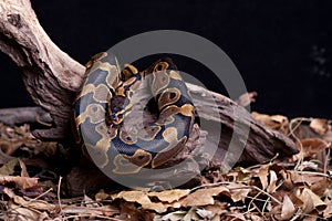 Ball python snake