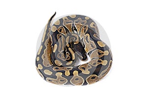 ball python snake