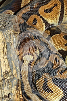 Ball python snake .close up snake skin photo