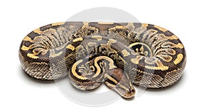 Ball python snake coiled on a white background, detailed scales and pattern, close-up